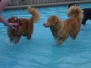 Hondenzwemmen 2014