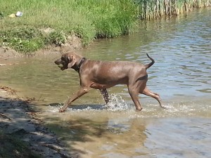 Weimaraner