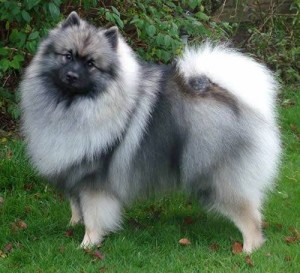 keeshond